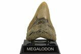 Fossil Megalodon Tooth - North Carolina #328239-2